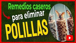 🔴 Cómo ELIMINAR las POLILLAS de la MADERA con remedios caseros [upl. by Art]