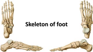 Skeleton of foot Prof Dr Md Ashfaqur Rahman [upl. by Oruhtra]