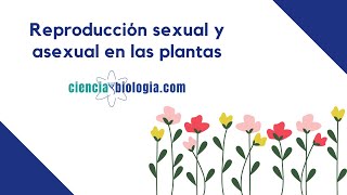 Reproducción asexual y sexual en las plantas [upl. by Nerro]