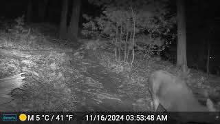 Ashland Trail Cam 111624 Deer [upl. by Nylzzaj]