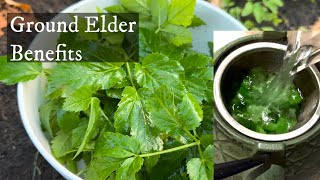 Ground Elder aka “Goutweed”  Health benefits making fresh steeped tea amp where to find 🌱 🍵 [upl. by Lillie278]