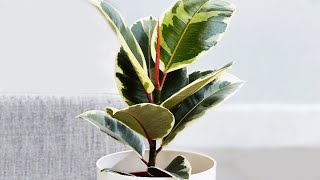 FICUS ELASTICA PROPAGATION  Air Layering [upl. by Linus421]