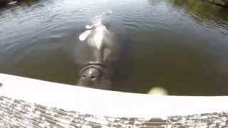 Huge Manatee Attacks Stand Up Paddle Board Fisherman [upl. by Llien]