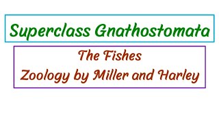 Superclass Gnathostomata  Jawed Vertebrates [upl. by Lemcke776]