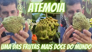 Como Cultivar ATEMOIA no vaso frutiferasorganicas [upl. by Ylrebnik]