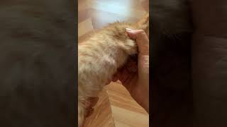 24hour after effect of the antiflea amp tick spray Effective kaya cat cute catlover fleas [upl. by Henry878]