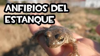 Anfibios del estanque  Sapo Partero  La Huerta de Ivan [upl. by Rehpinnej]