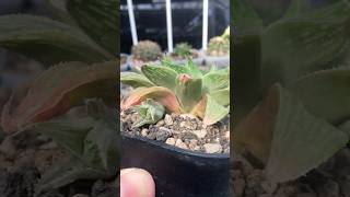 Haworthia Magnifica var Acuminata cv Grey Ghost with its new pup comes out succulent haworthia [upl. by Lyns]