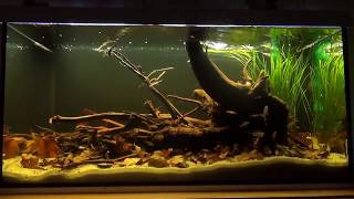 54l Rio Negro Blackwater Biotop Aquarium  Tannin Aquascape [upl. by Attenna673]