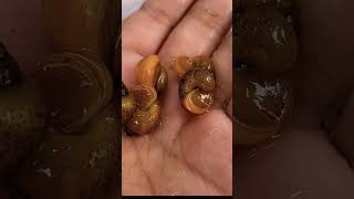 YE APPLE SNAIL 1 RS BUY KIYA shorts applesnail snail [upl. by Eeliak64]