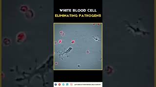 How White Blood Cells Defend Your Body Against Infections 🛡️  Boost Your Immune System Naturally 💪 [upl. by Aihsiek301]