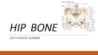 Hip bone Anatomy [upl. by Nace]