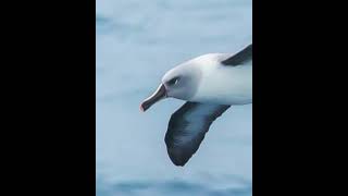 Do you Know  Gray Headed Albatross can [upl. by Nitsej357]