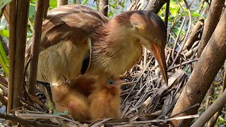 Review Full Video Of Bittern Birds Nest [upl. by Devland]