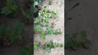 Winter season flower plant plants winter season short yt [upl. by Annailuj]