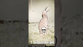 Birds power 😱😳😱 1 subscribe plz trend [upl. by Trillby908]