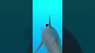 Ba dum ba dum ba dum  SHARKS Demo  shorts fyp gaming youtube tiktok [upl. by Attener64]