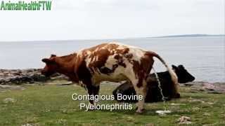 Contagious Bovine Pyelonephritis مرض إلتهاب الجهاز البولى الوبائى المعدى [upl. by Elleunamme]