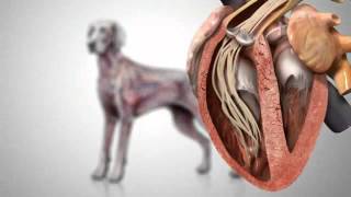 Canine Heartworm Disease [upl. by Quince]