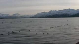 Duck hunting guides Alaska 2 Sea duck hunting with Aleutian island waterfowlers [upl. by Irac358]