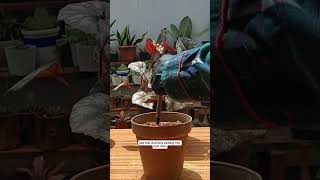 Begonia stem cutting propagationBeginner tips propagation houseplant [upl. by Naux]