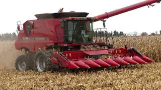 Corn Harvest 2020  Case IH 7230 Axial Flow Combine Harvesting Corn  Ontario Canada [upl. by Rehpotsrihc561]