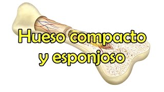 Hueso compacto y esponjoso [upl. by Judon]