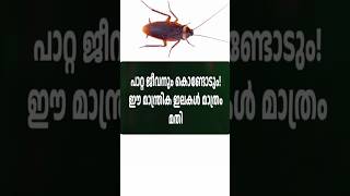 പണച്ചിലവില്ലാതെ പാറ്റയെ തുരത്താം No cost Cockroach control tips Pest control tips homeremedies [upl. by Jennifer]