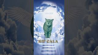 RIP CALA 🕊️ I Go Meow Cat [upl. by Atteuqal27]