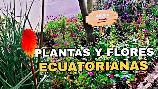 Plantas y Flores de la Sierra Ecuatoriana  Chendolobo [upl. by Navarro]