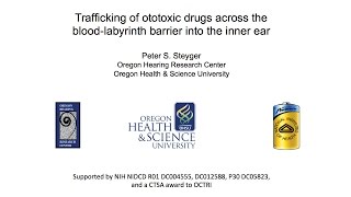 Trafficking of ototoxic drugs across the bloodlabyrinth barrier into the inner ear [upl. by Anitsahs]