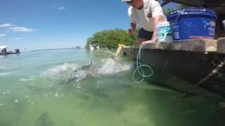 Seahorse Preserve and tarpon feeding in Caye Caulker Belize [upl. by Ring871]