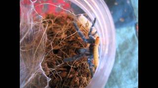 Bonnetina sp guerrero Bonnetina papalutlensis and Avicularia Versicolor feeding [upl. by Aneeuq933]