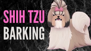 Shih Tzu Barking Sound Effects  60 Minutes [upl. by Atiugal101]