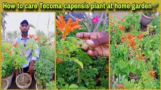 How to care Tecoma capensis plant at home garden🌱 most informative videoWAGardner [upl. by Ais]