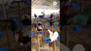 मुर्गी पालने का अनोखा तरीका  poultry farming  poultry [upl. by Monagan]