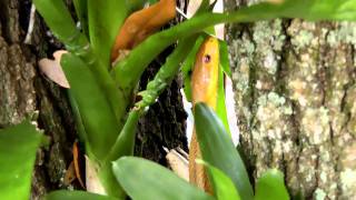 Everglades Ratsnake Elaphe obsoleta rossalleni seen climbing a tree in Florida [upl. by Swigart]