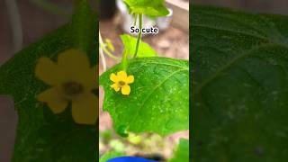 Cucamelon Blooms Finally garden backyardgardening homesteading containergarden homegarden [upl. by Liv]