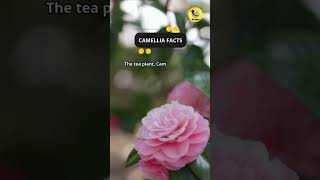 Camellia Facts shorts facts camellia [upl. by Issirk]