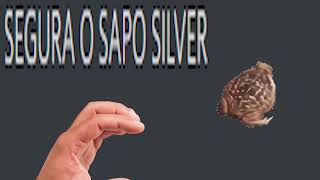 PEGA O SAPO SILVER [upl. by Eduino76]