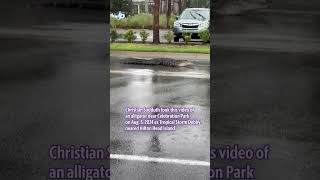 Gator 🐊 leaves pond for parking lot as Tropical Storm Debby approaches hiltonhead [upl. by Anirdnajela235]