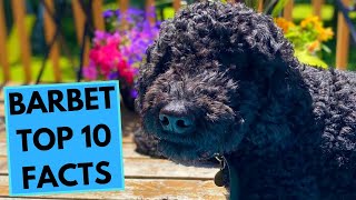 Barbet  TOP 10 Interesting Facts [upl. by Hungarian769]