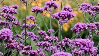 Verbena bonariensis  what I do in the early autumn verbena verbenabonariensis [upl. by Angelle828]