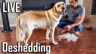 What Deshedding My Labrador Dog Looks Like During Shedding Season [upl. by Gothart781]