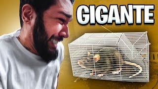 PEGAMOS UM RATO GIGANTE OLHA O QUE EU FIZ COM ELE [upl. by Aicilaf]