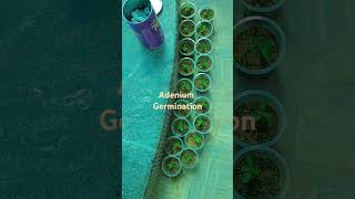 Adenium seeds germination balconygarden gardenlover plants adenium [upl. by Hpsoj]