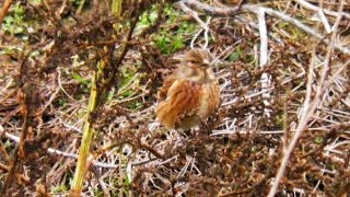 Canepar Carduelis cannabina Linnet [upl. by Benioff864]