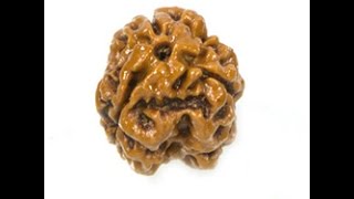 3 Mukhi Rudraksha [upl. by Lamonica]