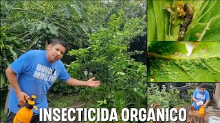 Como mantener tus árboles en maceta libres de PULGÓN MOSCA BLANCA Y CUALQUIER PLAGA LEJIA DE CENIZA [upl. by Fisch]