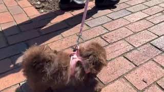 Brownie Training Progress Leash and Harness SD 480p [upl. by Atinauj]